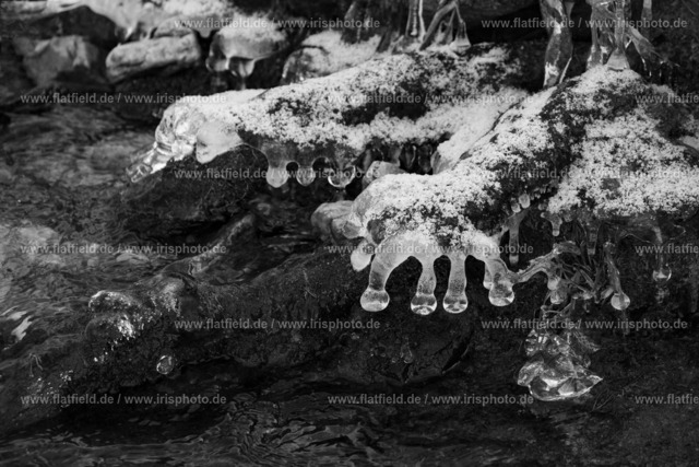 Eisfinger an der Wurzel | Naturfoto von Eisskulpturen - Gesehen am Liederbach im Taunus.