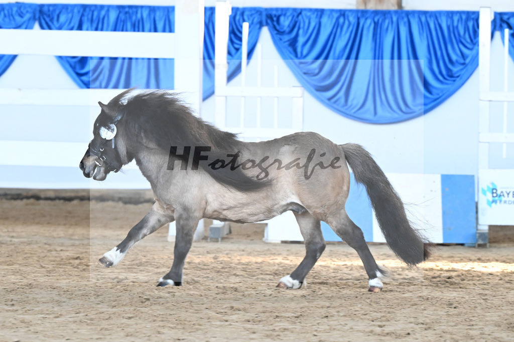 Kat-Nr. 20 Caruso vom Stegerhof v. Cartouch v h Druivnhof_Autenrieth_9260515 | hf-fotografie - Realisiert mit Pictrs.com