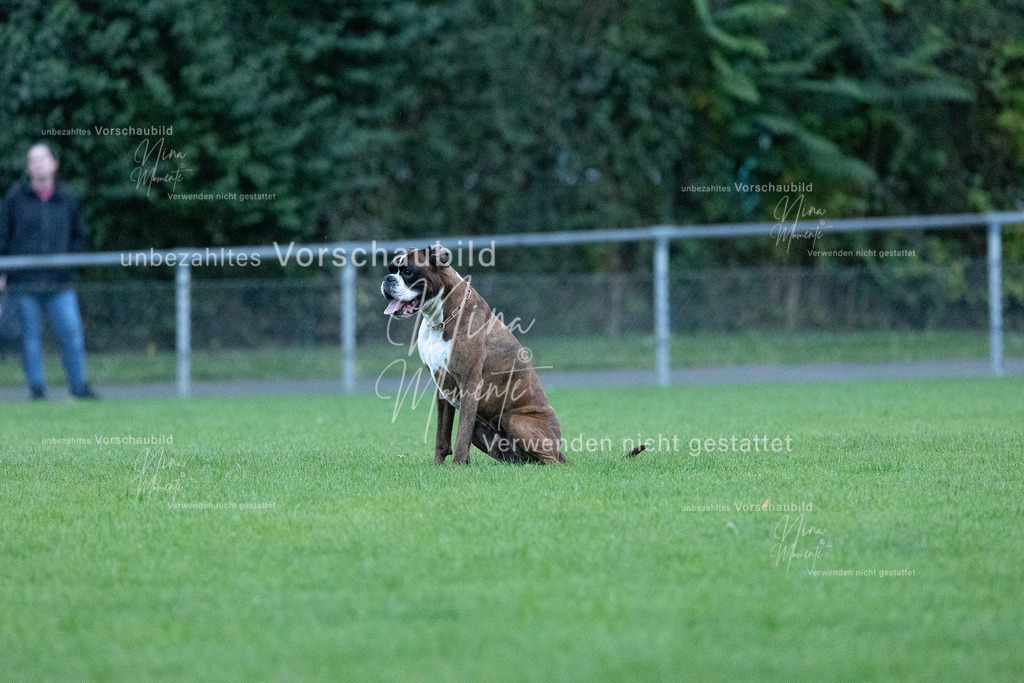 _16A4409 | Einzigartige Fotos von Hunden & Menschen –Actionfotos, Portraits, Vereinsaufnahmen & Paarshootings – authentisch, lebendig & mit Herz.