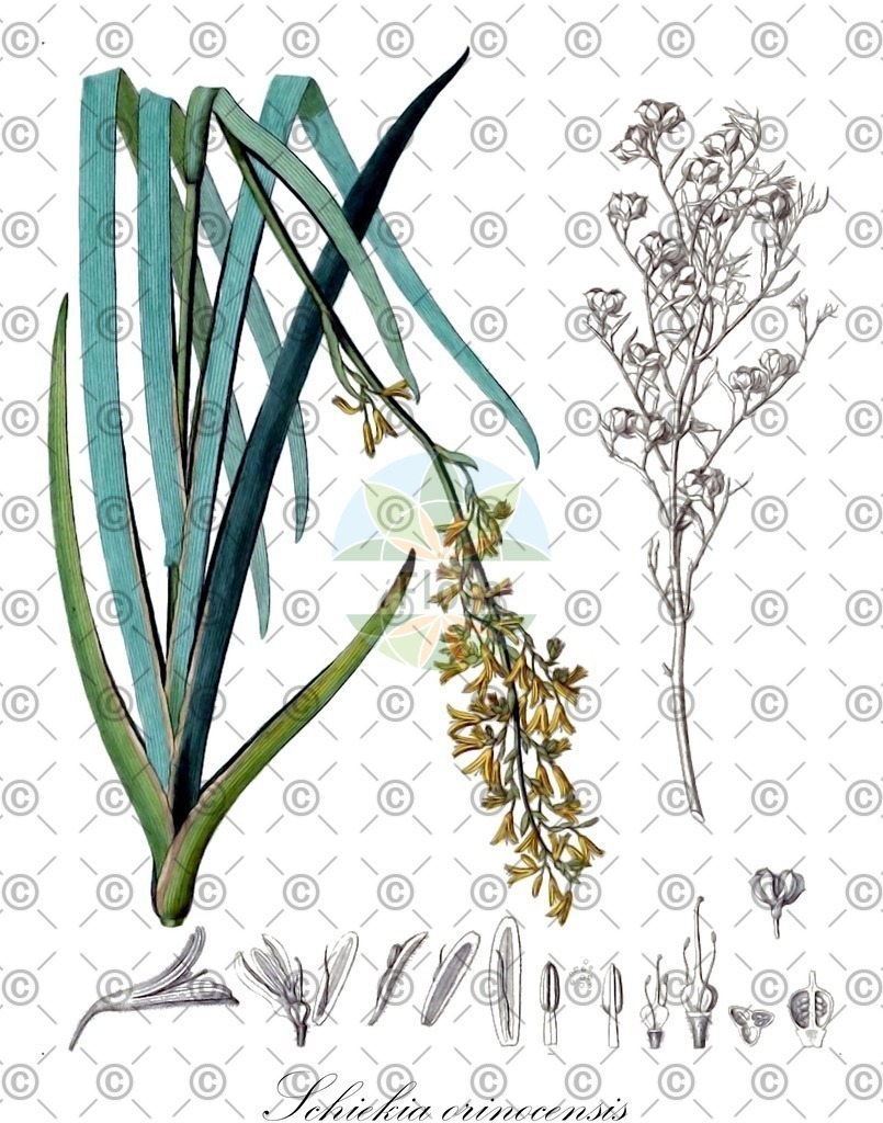 HistAbb_wfo-0001247241_1_ENZY_Simple | Historische Abbildung von Schiekia orinocensis - Haemodoraceae | Historical Illustration of Schiekia orinocensis - Haemodoraceae