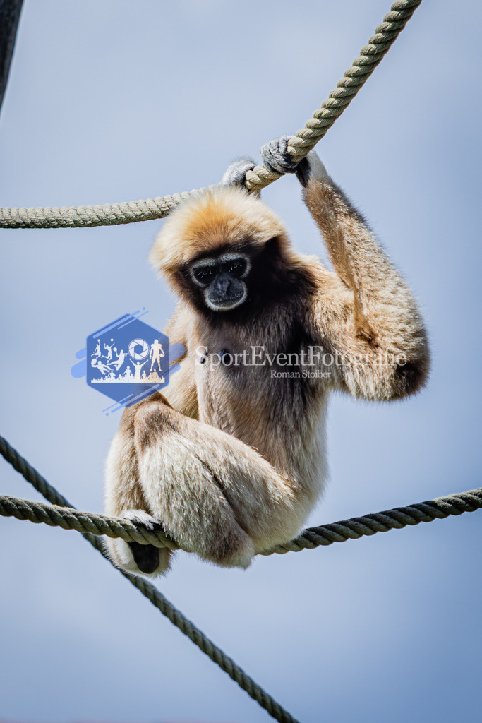 IMG_6693 | SportEventFotografie - Roman Stoiber