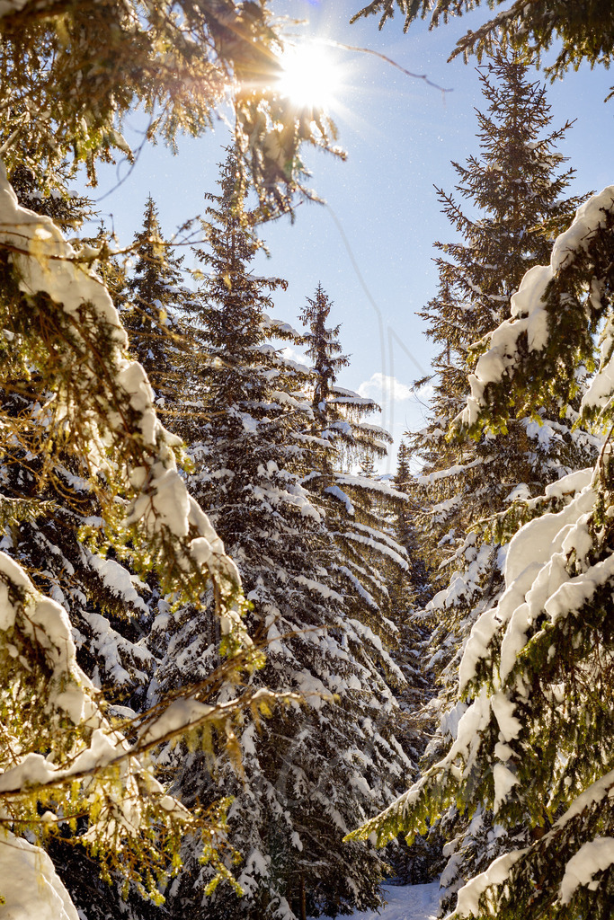 Winterzauber Aineck | Bei Veröffentlichung des Bildes ist eine Namensnennung wie folgt erforderlich: 
Foto: Mostdirn Irmgard Wieser
 - Realisiert mit Pictrs.com