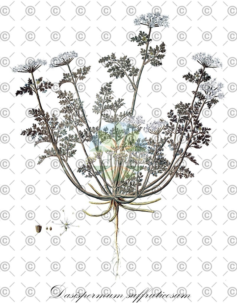 HistAbb_3ZXY_1_ENZY_Simple | Historische Abbildung von Dasispermum suffruticosum - Apiaceae | Historical Illustration of Dasispermum suffruticosum - Apiaceae