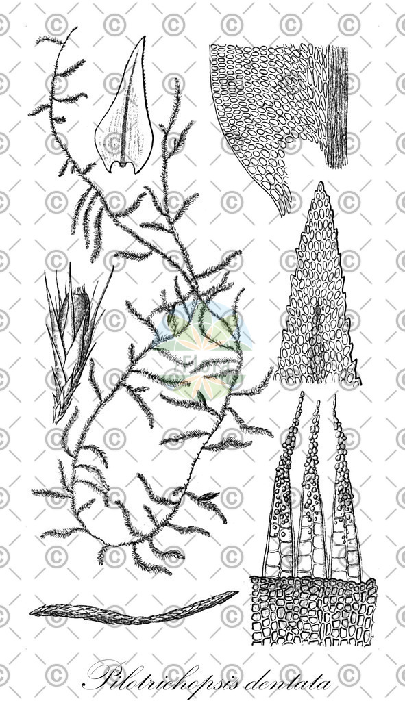 HistAbb_wfo-0000273369_1_ENZY_Simple | Historische Abbildung von Pilotrichopsis dentata - Cryphaeaceae | Historical Illustration of Pilotrichopsis dentata - Cryphaeaceae