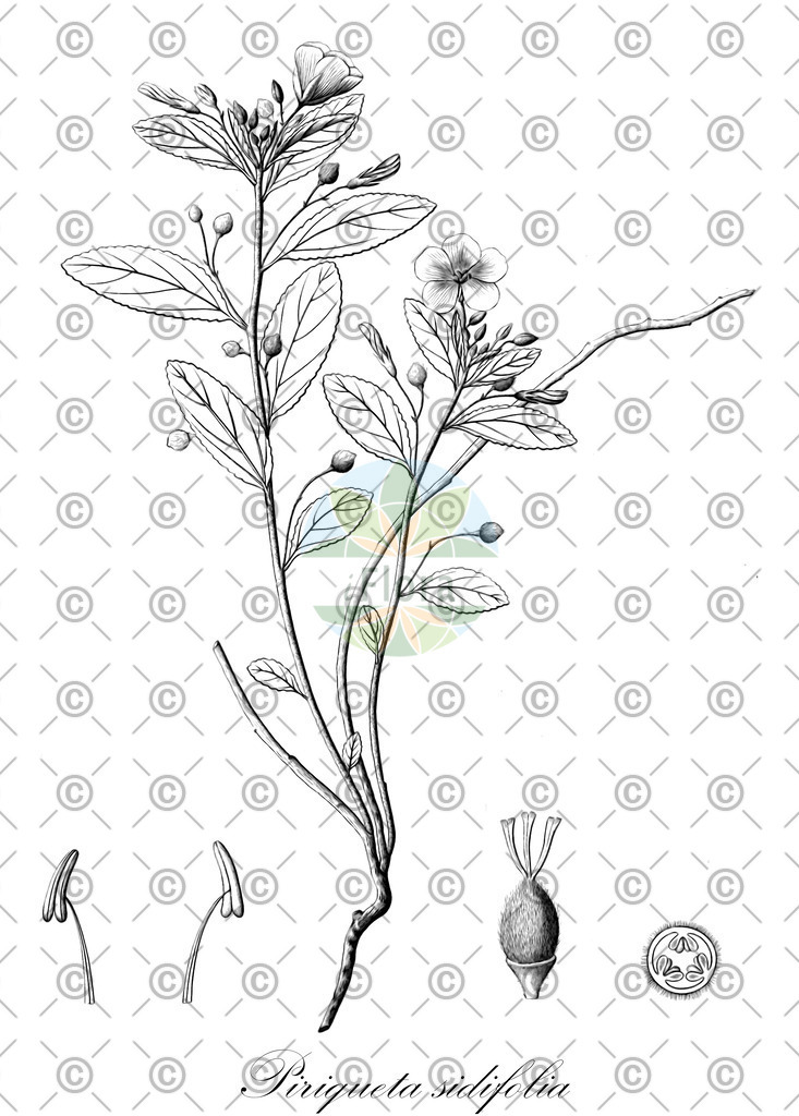 HistAbb_wfo-0000476623_1_ENZY_Simple | Historische Abbildung von Piriqueta sidifolia - Passifloraceae | Historical Illustration of Piriqueta sidifolia - Passifloraceae