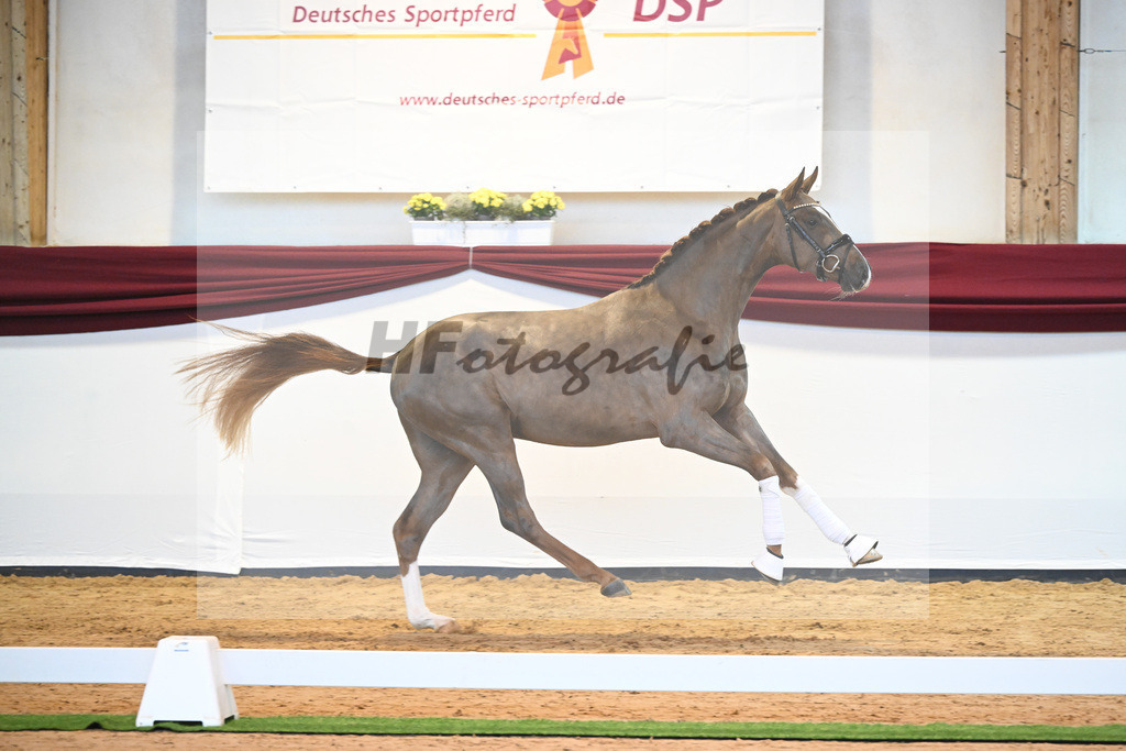 Kat-Nr. 4 v. Benicio_Galneder_66220042 | hf-fotografie - Realisiert mit Pictrs.com