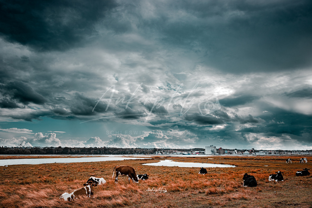 Seekühe | ankerplatz-schleswig-holstein - Realisiert mit Pictrs.com