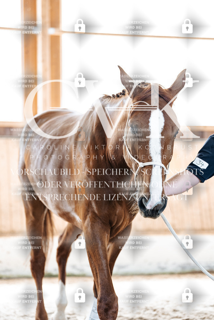 CK906653 | Turnierfotografie Pferdefotografie Trier Rheinland-Pfalz Pferdesport Reitsport Tierfotografie Sportfotografie Pferdevideo Pferdevideografie Equestrianvideography equestrianphotography  - Realisiert mit Pictrs.com