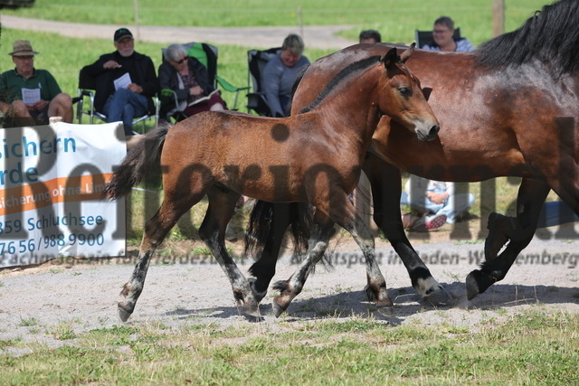 Fohlenprämierung_Sankt-Märgen_2024_KN_44_Rubinio (54) | Alle Fotos der Reiterjournal Fotografin Doris Matthaes im Reiterjournal Online-Fotoshop. - Realisiert mit Pictrs.com