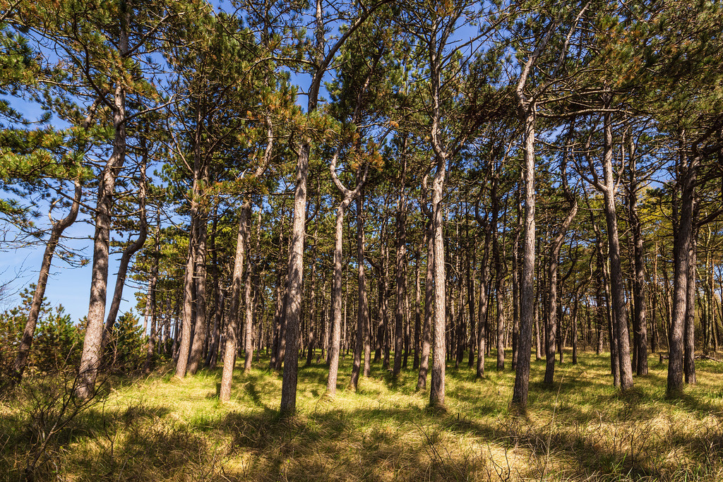 Küstenwald bei Neuendorf auf der Insel Hiddensee | Küstenwald bei Neuendorf auf der Insel Hiddensee.