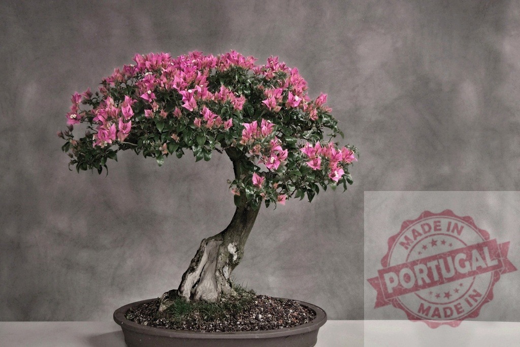 Bougainvillea bonsai tree blooming with pink flowers | Elegant Bougainvillea bonsai tree showing vibrant pink flowers against a textured gray background - Realized with Pictrs.com