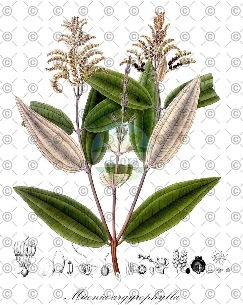 HistAbb_wfo-1000005577_1_ENZY_Simple | Historische Abbildung von Miconia argyrophylla - Melastomataceae | Historical Illustration of Miconia argyrophylla - Melastomataceae