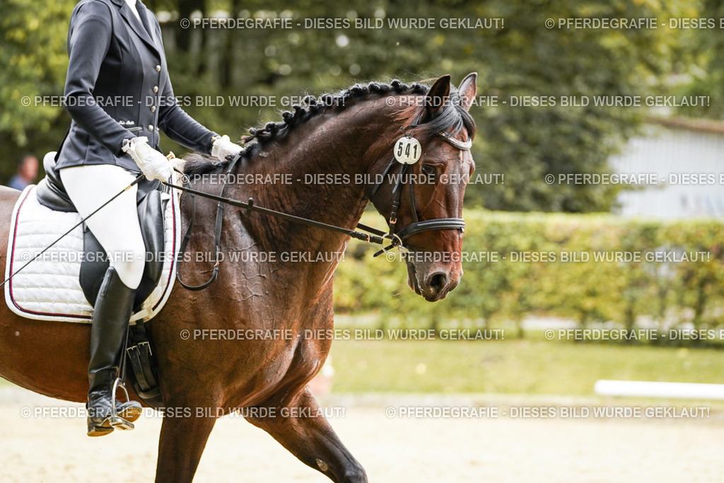 DSC00118 | Pferdegrafie