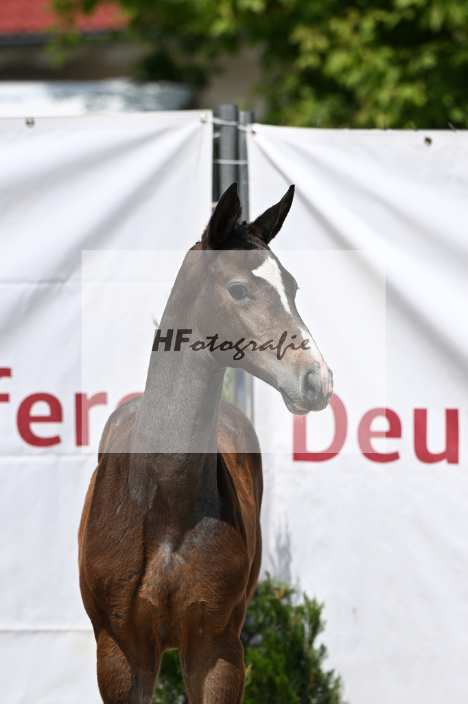 Cornets Balou x Casall_Gross_12250695 | hf-fotografie - Realisiert mit Pictrs.com