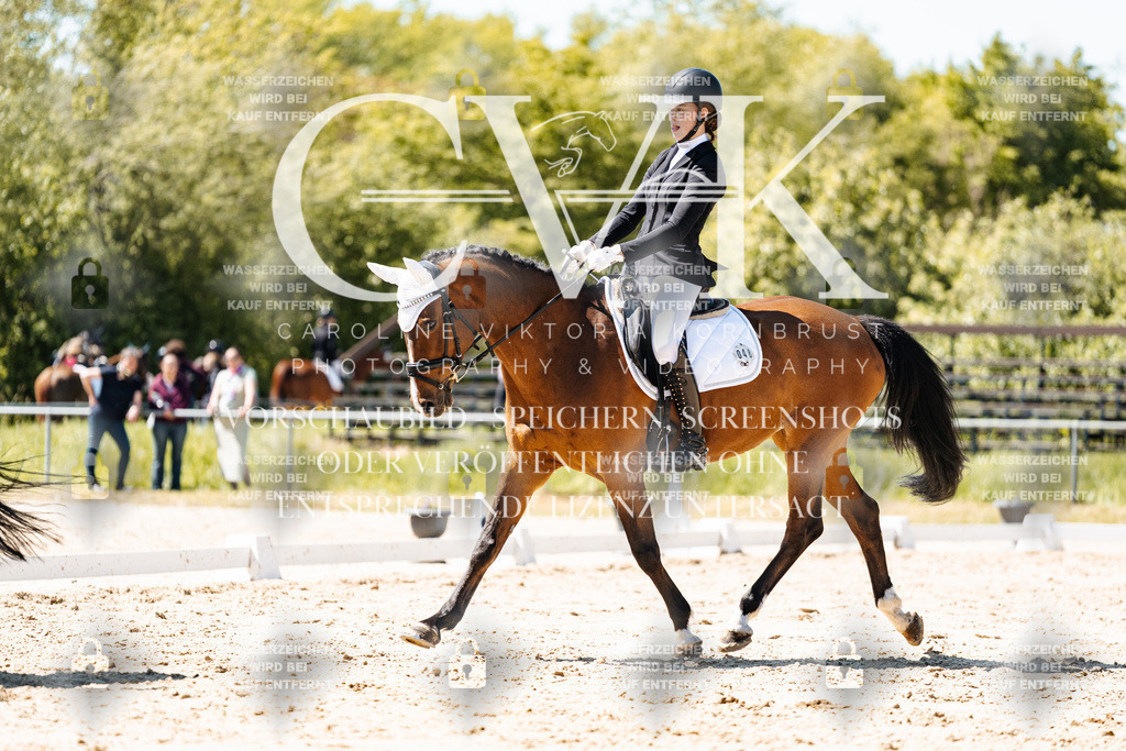 CK905866 | Turnierfotografie Pferdefotografie Trier Rheinland-Pfalz Pferdesport Reitsport Tierfotografie Sportfotografie Pferdevideo Pferdevideografie Equestrianvideography equestrianphotography  - Realisiert mit Pictrs.com