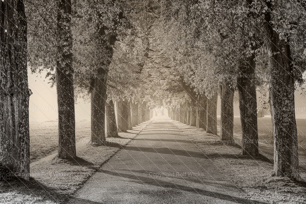 allee sw | Rolf Wittke  - Realisiert mit Pictrs.com