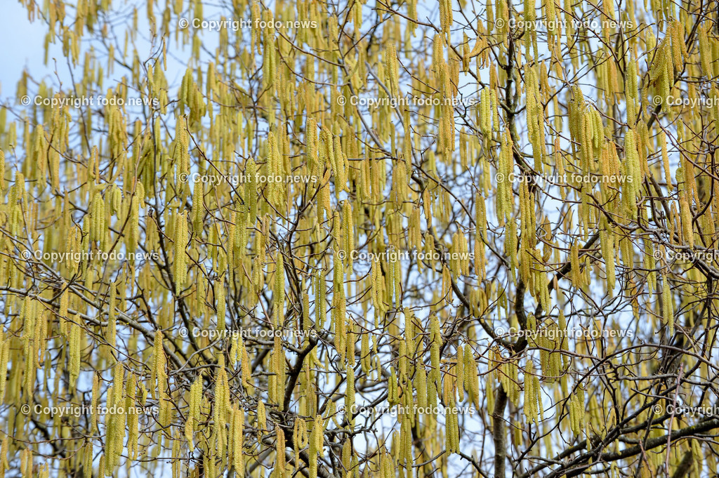 Fruehling_ Pollen_ 24.02.2025-3 | 24.02.2025, Linz, AUT, Fruehling, im Bild Graeser, Stauden, Baeume, Pollen, Allergie, Allergiker, Heuschnupfen, Haselnuss, Birke, Pflanze, Pflanzen, Flora, Natur