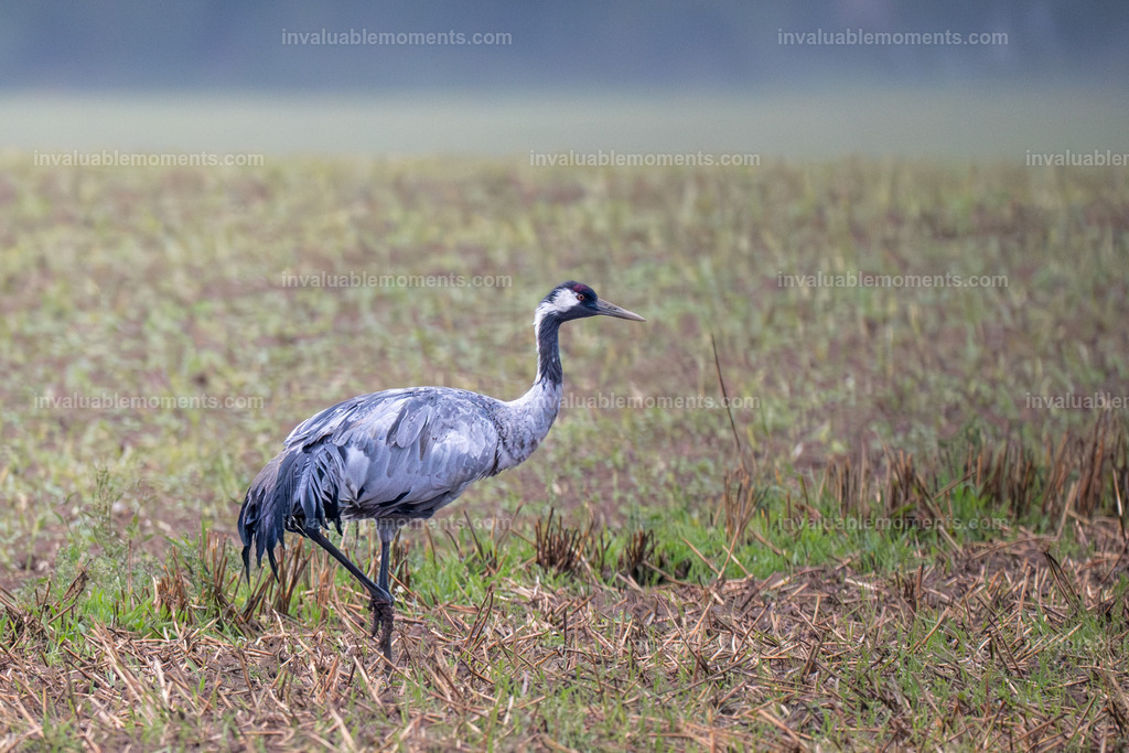 DSC_5476 | invaluablemoments.com - Realisiert mit Pictrs.com