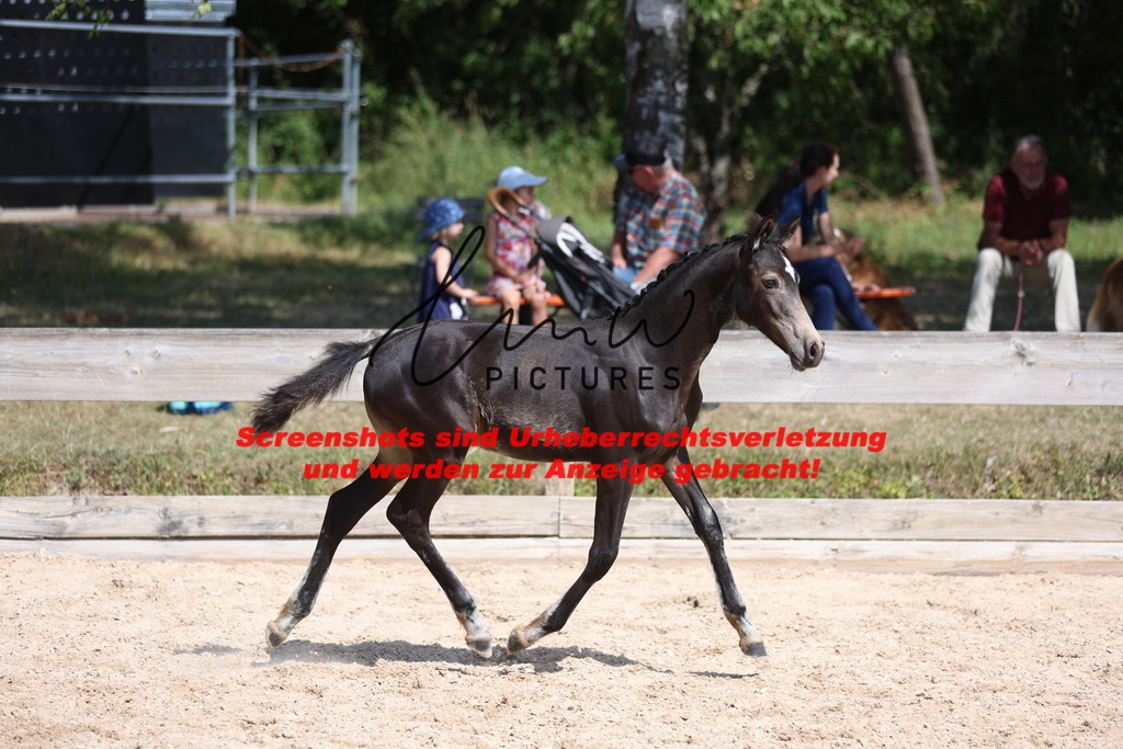 Fohlenschau_Schwäbisch_Hall_Ponys_KN 48_10 | lmwpictures - Realisiert mit Pictrs.com