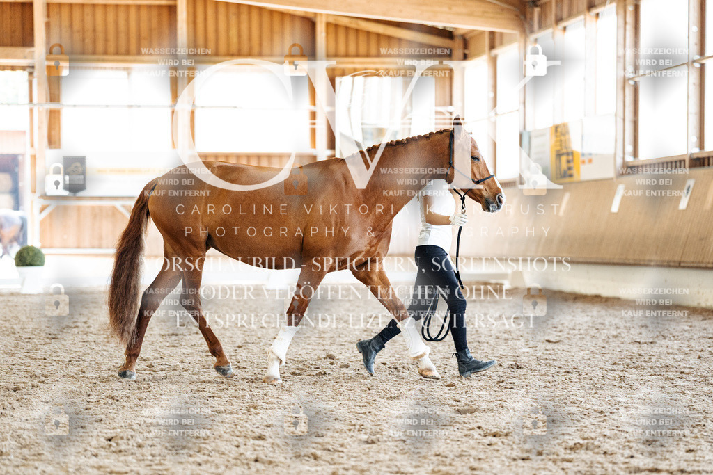 CK907623 | Turnierfotografie Pferdefotografie Trier Rheinland-Pfalz Pferdesport Reitsport Tierfotografie Sportfotografie Pferdevideo Pferdevideografie Equestrianvideography equestrianphotography  - Realisiert mit Pictrs.com