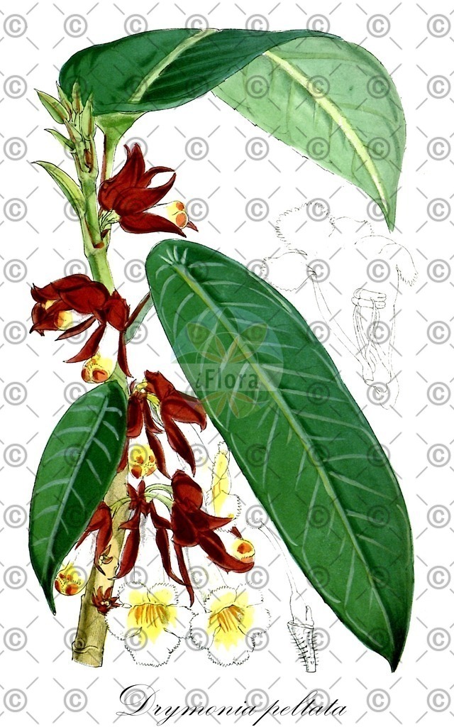 HistAbb_wfo-0001115917_1_ENZY_Simple | Historische Abbildung von Drymonia peltata - Gesneriaceae | Historical Illustration of Drymonia peltata - Gesneriaceae