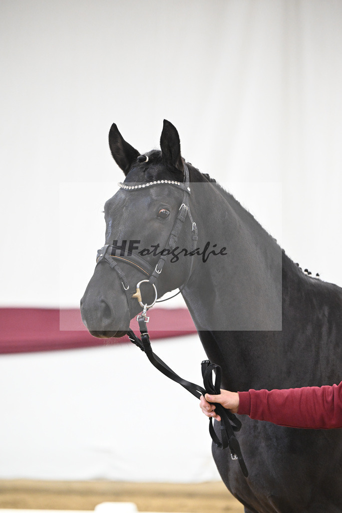 Kat-Nr. 29 Zackerey x L Espoir_Gestuet Greim_47253560 | hf-fotografie - Realisiert mit Pictrs.com