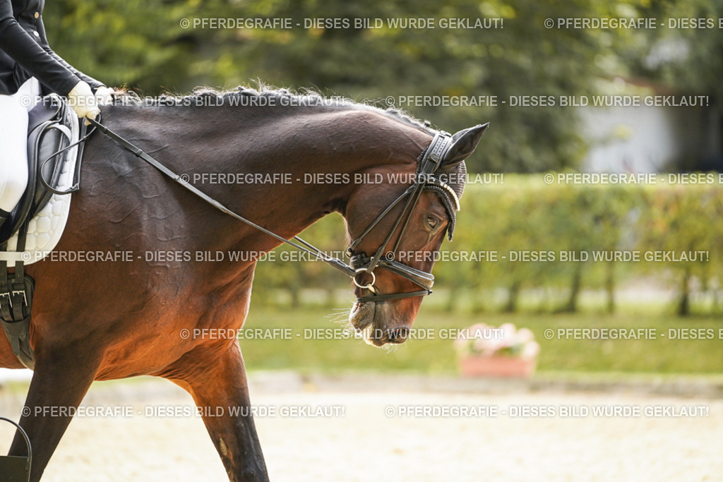 DSC09812 | Pferdegrafie