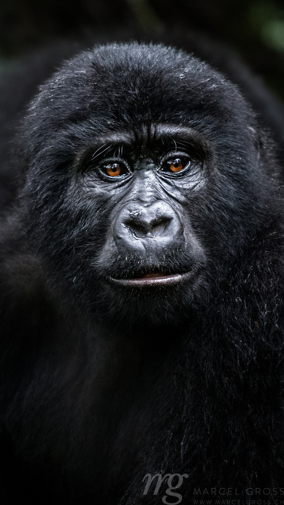 portrait of a young gorilla in Bwindi Impenetrable National Park, Uganda | portrait of a young gorilla in Bwindi Impenetrable National Park, Uganda - Realisiert mit Pictrs.com