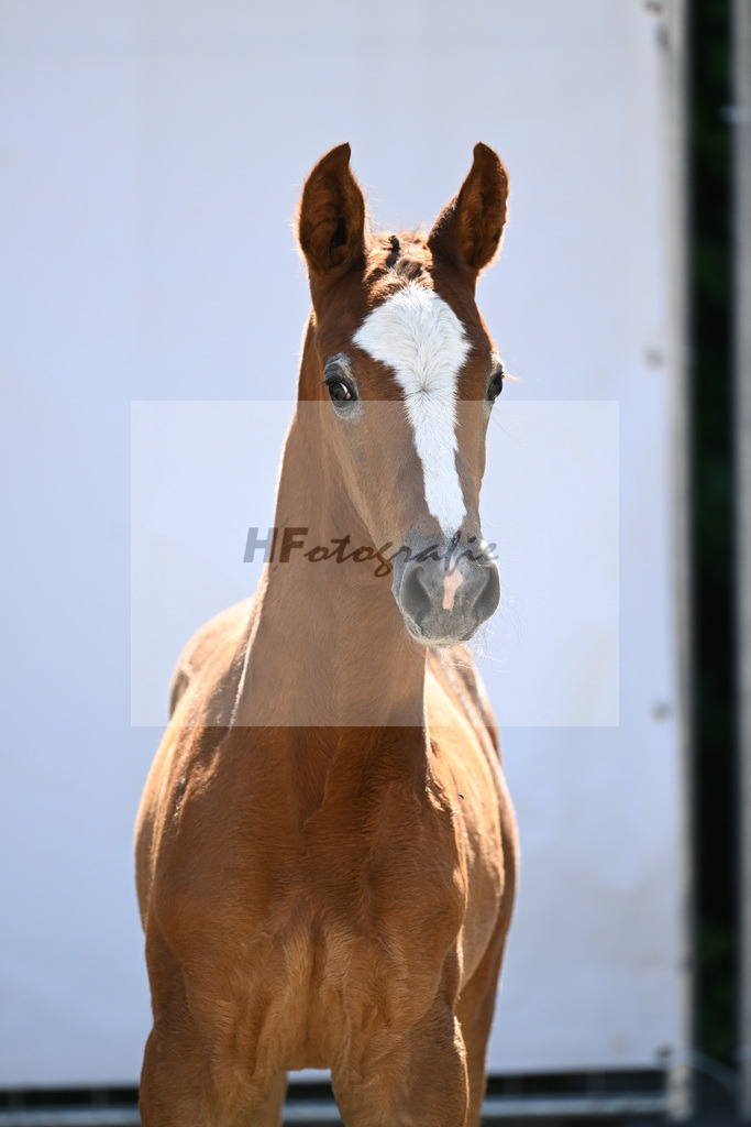 Kat-Nr. 15 HF Caruso Z_Diez_12230386 | hf-fotografie - Realizzato con Pictrs.com