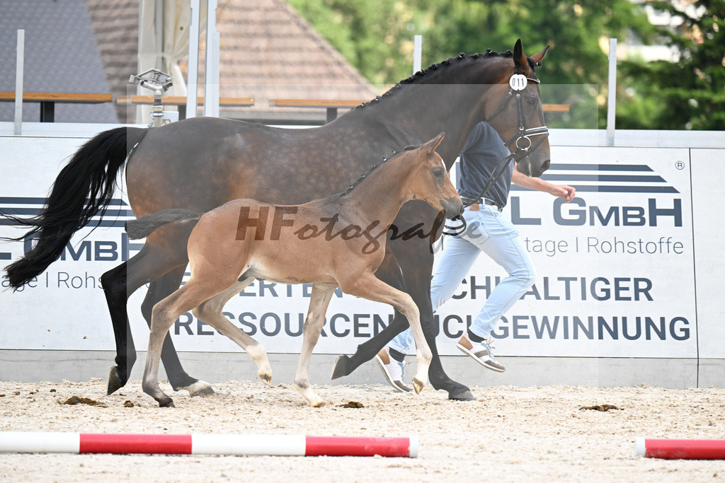 Kat-Nr. 11 Tamino x Ferdeaux_HF_Herfurth_21250788 | hf-fotografie - Realizzato con Pictrs.com