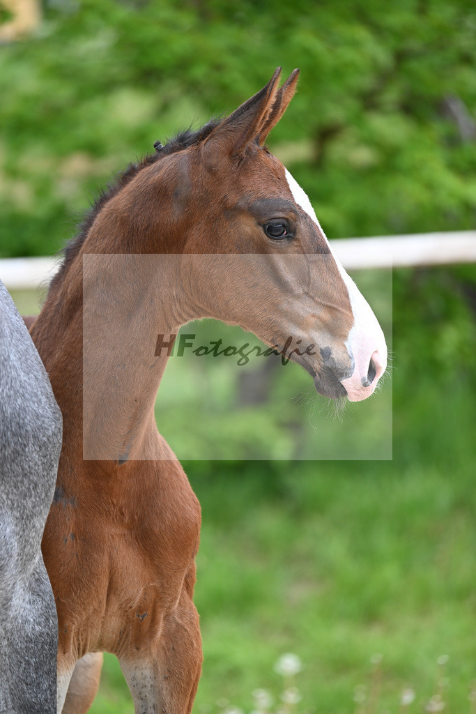 Kat-Nr. 5 HF Aganix du Seigneur x Dominator Z_Daurer_24260052 | hf-fotografie - Realizzato con Pictrs.com