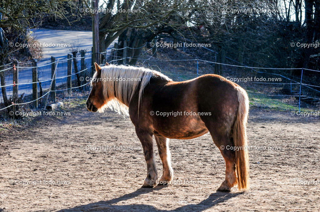 Linz_ Bauernhof_ 11.04.2025-10 | 11.04.2025, LINZ, AUT, Landwirtschaft, Bauernhof, im Bild Pferd, Pferde, Stute, Hengst, Fohlen, Ranch, Weide, Hof, Wiese, Stall, Nutztier, Tier, Tiere, Nutztiere, Freilandhaltung