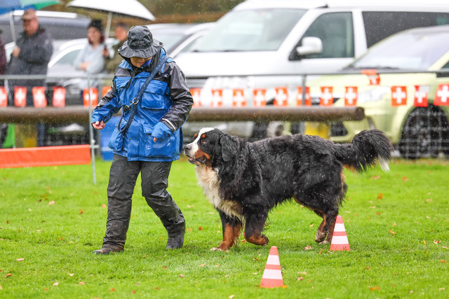 2025_Rally_Obedience_SM-151 | Ich fotografiere Hundeausstellungen, Sportanlässe, Zuchtstätten, Hundezucht, Hundeportrait, Lagotto - Realisiert mit Pictrs.com