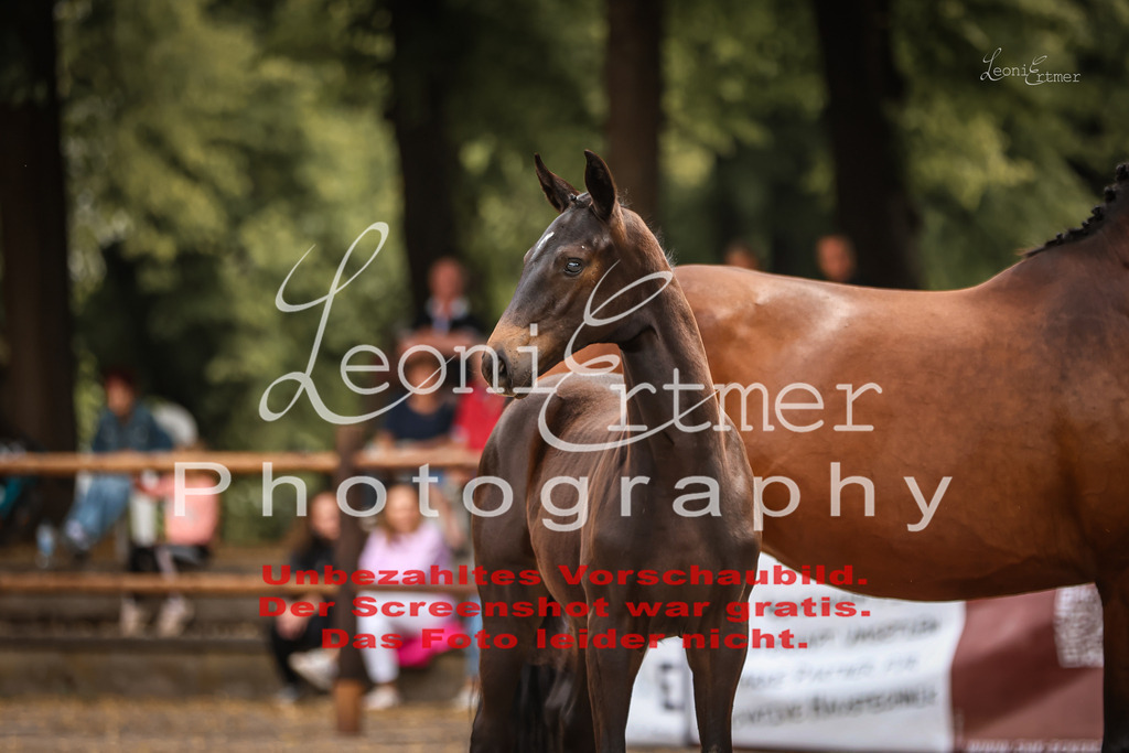 SaFohlen00030 | Leoni Ertmer Photography - Realisiert mit Pictrs.com