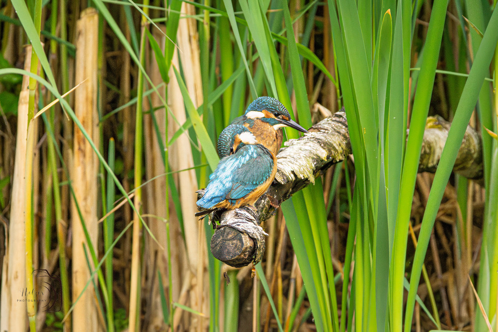 Eisvogel-8467-Verbessert-RR-Bearbeitet | Holzisphotography, Landschaftsfotografie, Wildlifefotogorafie - Realisiert mit Pictrs.com