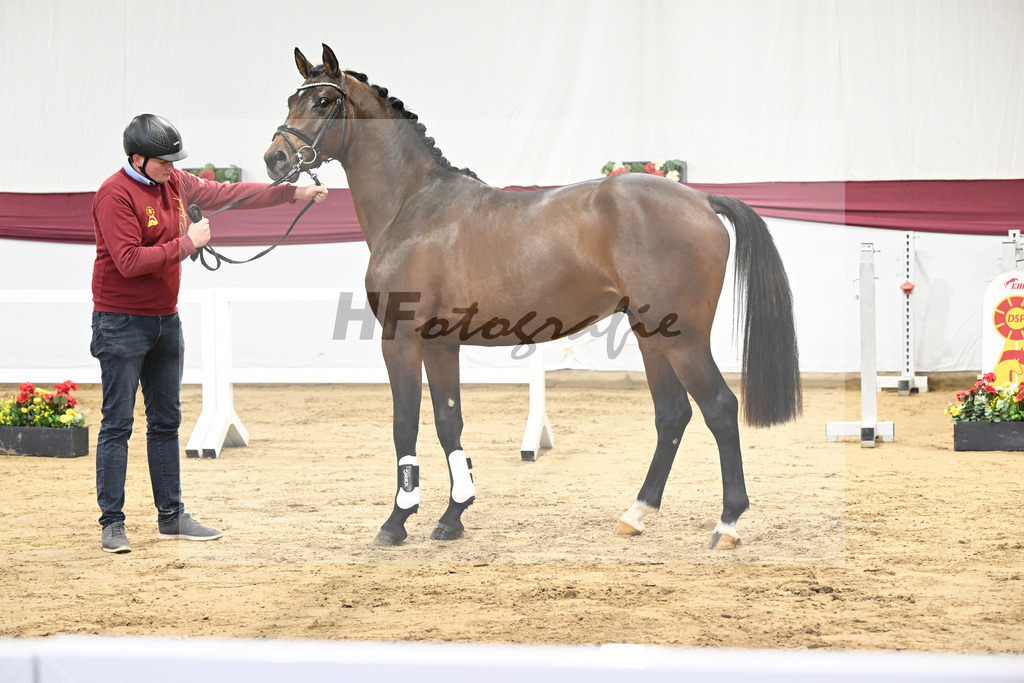 Kat-Nr. 5 Dominatorre x Numero Uno_Alfred Kohn _47250064 | hf-fotografie - Realisiert mit Pictrs.com