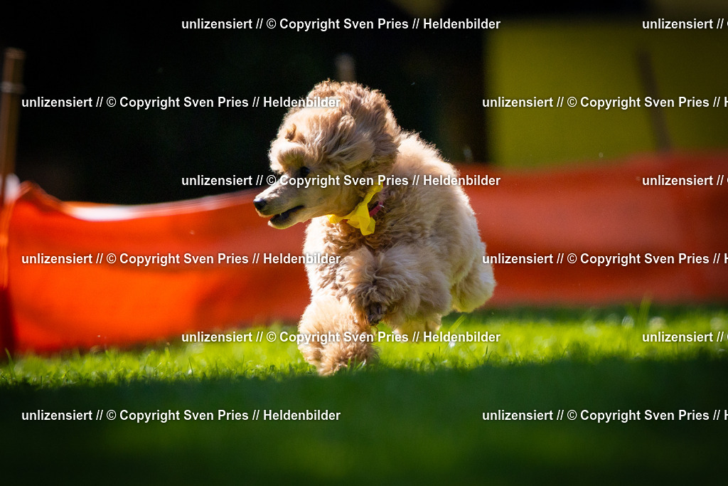 Sven Pries | 2025-08-10 - Hunderennen Durlach - Realisiert mit Pictrs.com