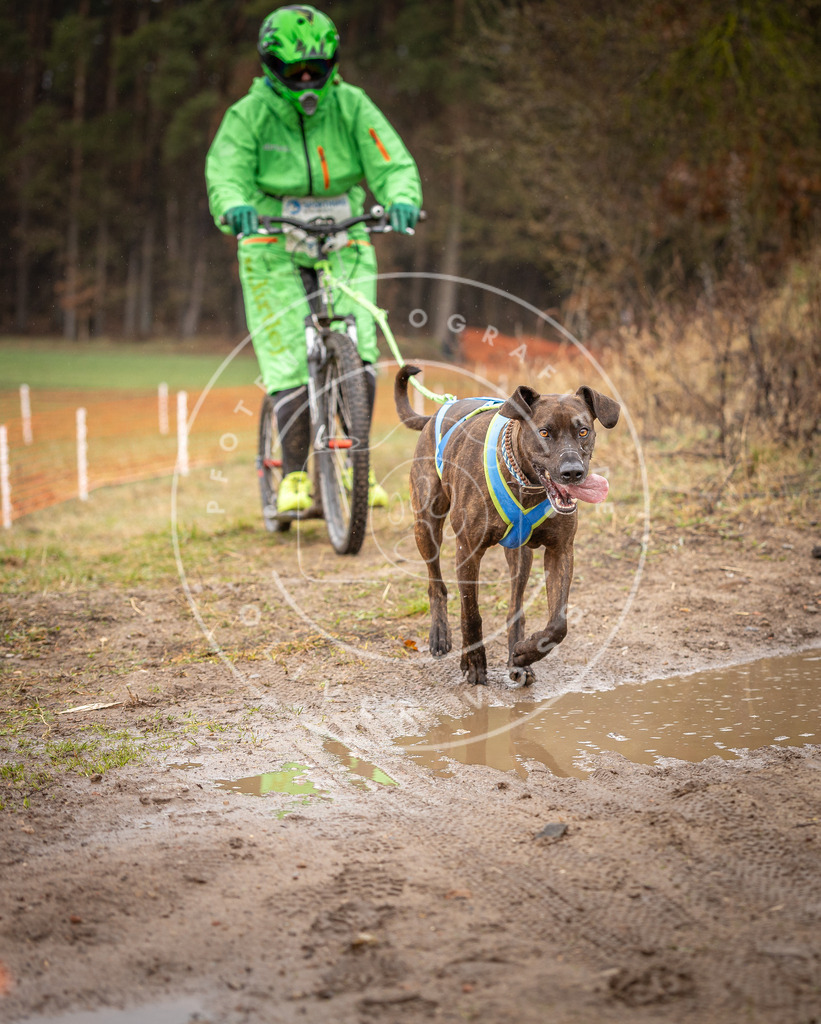 DV3A9534 | Hundefotografie, Tierfotograf, Pfotenfotografie, Fotoshooting Hund, Hunde Portrait, Hundesport, Hundeportraits, Heideshooting, Hunde, Sportfotograf, Hundefotograf, Turnierhundsport, THS,  - Realisiert mit Pictrs.com