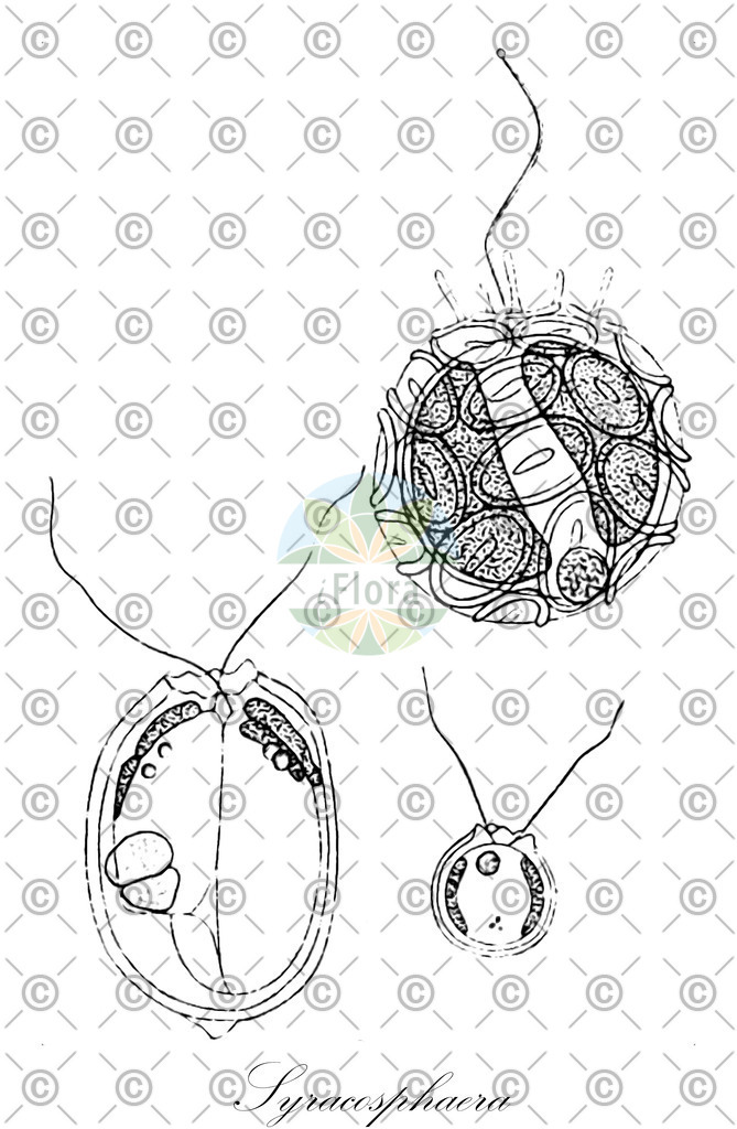 HistAbb_wfo-0000786209_1_ENZY_Simple | Historische Abbildung von Syracosphaera - Syracosphaeraceae (0) | Historical Illustration of Syracosphaera - Syracosphaeraceae (0)