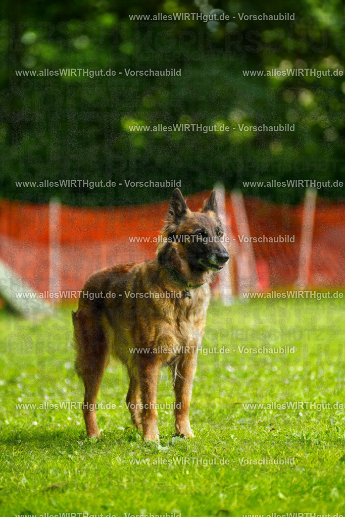 @allesWIRTHgut_Tierfotografie - www.allesWIRTHgut.de - 101912-7R508346 | Professionelle Tierfotografie in Mönchengladbach von Daniel Wirth (allesWIRTHgut). Liebevolle & natürliche Bilder von Hunden & Katzen für unvergessliche Erinnerungen.