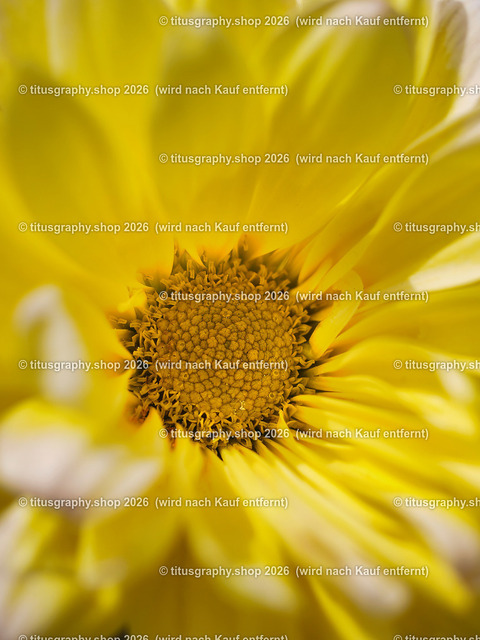 titusgraphy-P5137954_var-081 | Fotokunstarbeit aus der INSTAGRAM-Gallerie auf titusgraphy.eu - Realisiert mit Pictrs.com