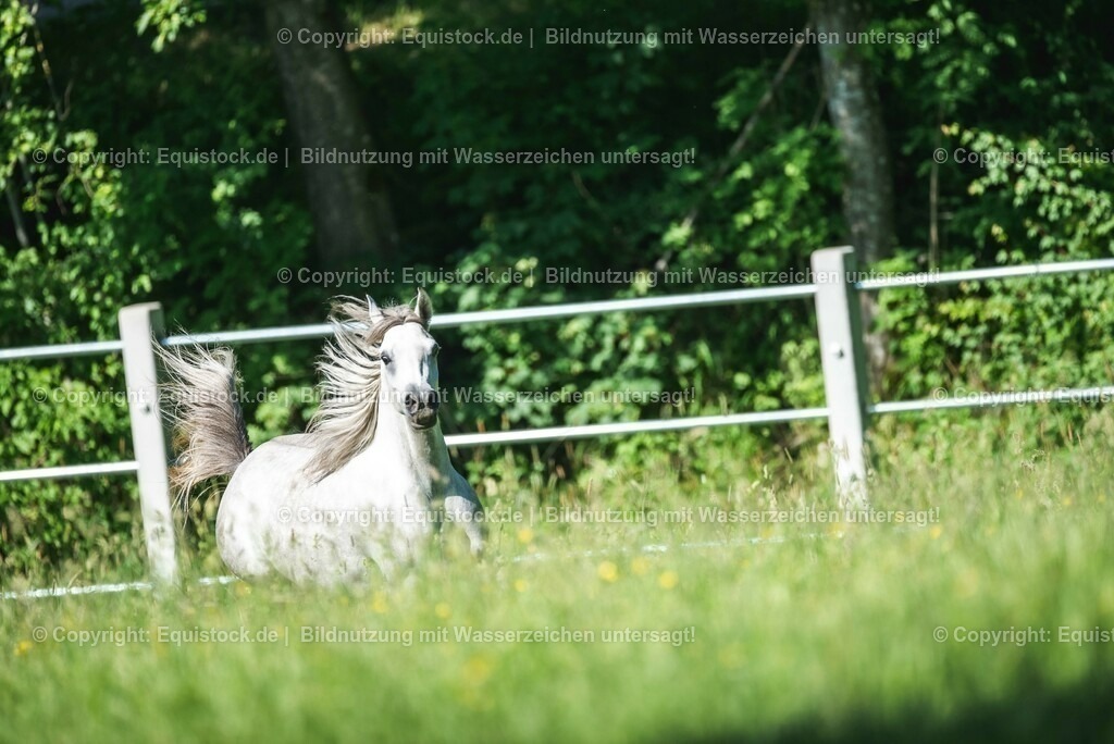 20210617_Araber_Marbach_Koppel_0092 | Foto: Thomas Hartig