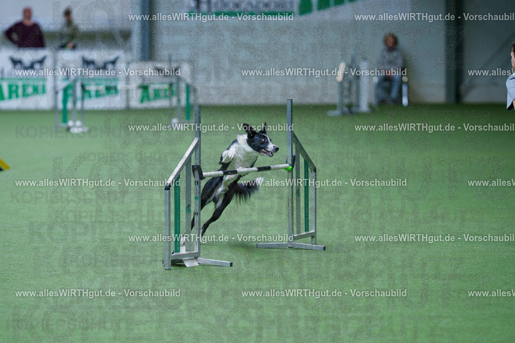 @allesWIRTHgut_Tierfotografie - www.allesWIRTHgut.de - 2604260928-7R507865 | Professionelle Tierfotografie in Mönchengladbach von Daniel Wirth (allesWIRTHgut). Liebevolle & natürliche Bilder von Hunden & Katzen für unvergessliche Erinnerungen.