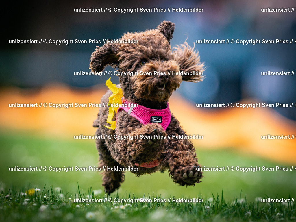 Sven Pries | 2025-05-29 - Pudelrennen KA-Durlach - Realisiert mit Pictrs.com