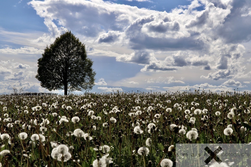 Awakening of Spring 05 | St.Gallen (Switzerland/Schweiz)