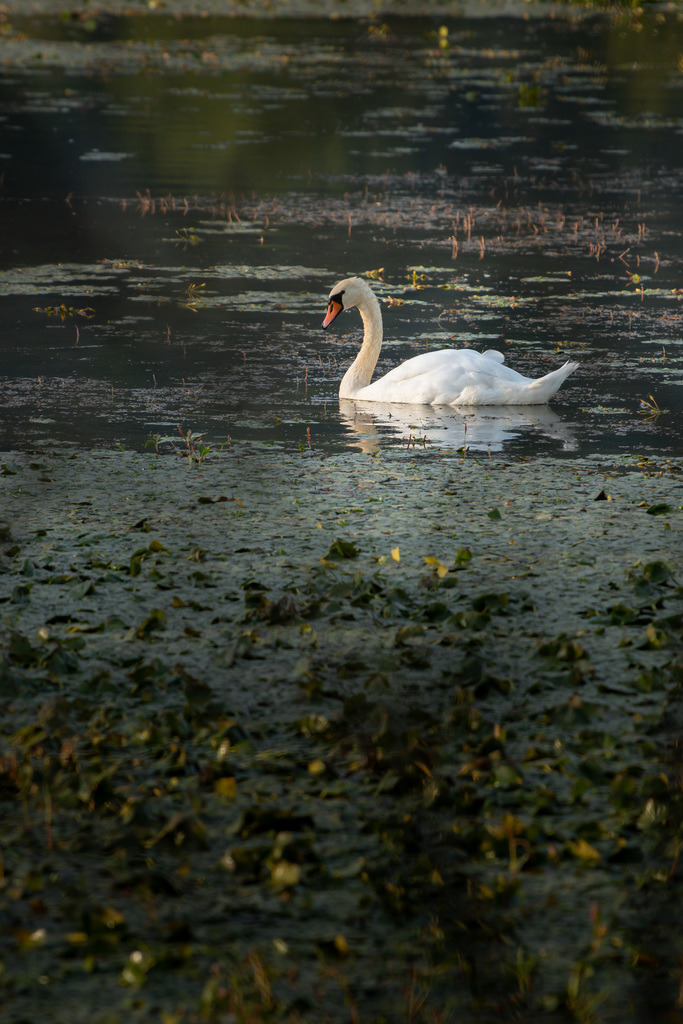 _DSC4145 | sebastiandoebroessy - Realisiert mit Pictrs.com
