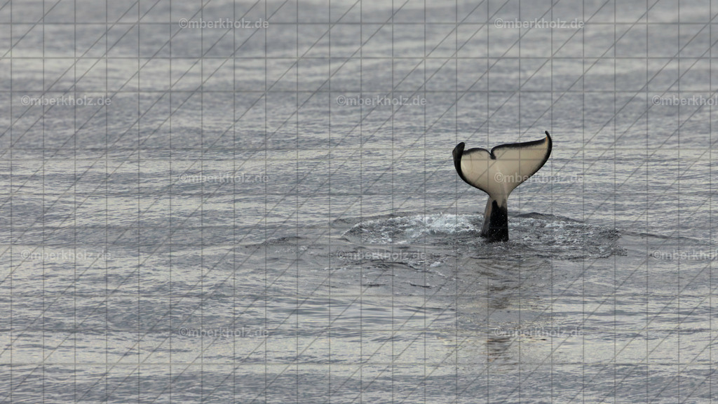 _MGL8501-Orca_youtube_2 | Bildkunst Warnemünde, Fotokunst Warnemünde, Fotostudio Rostock Warnemünde, Technologiecampus, Onlinedruckerei, Fotokunst Warnemünde, Ostseebad Warnemünde 