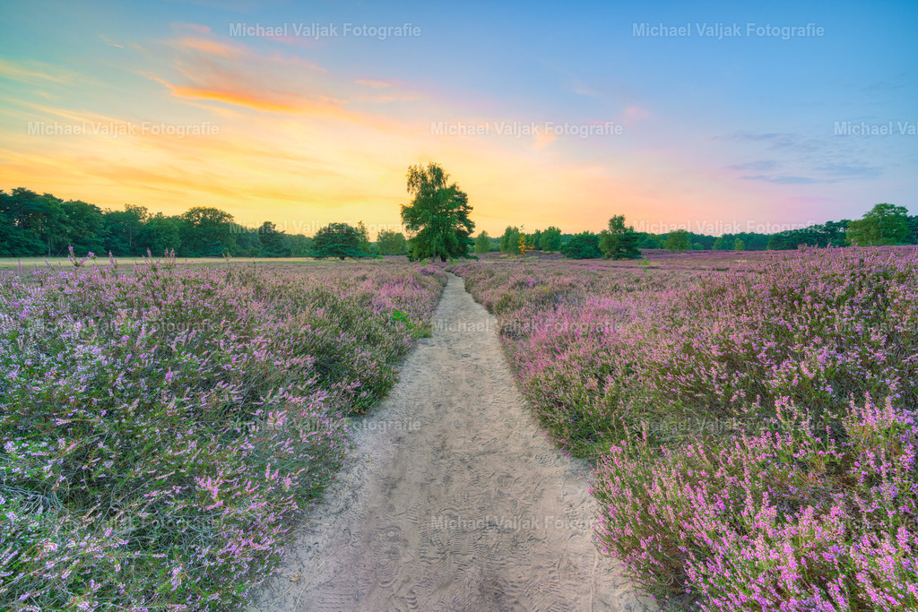 Abendstimmung in der blühenden Heide | Ein schmaler Weg zieht sich mittig durch die blühende Heide und führt direkt auf einen einzelnen Baum am Horizont zu. Links und rechts säumen violette Heidesträucher den Pfad – typisch für die Westruper Heide im Spätsommer.Die Sonne ist bereits untergegangen, doch ihr Nachglühen taucht den Himmel in warmes Licht. Die Landschaft wirkt still, fast wie eingefroren im Moment zwischen Tag und Nacht. Der Blick folgt dem Weg, verliert sich in der Tiefe und lädt zum Verweilen ein. - Realisiert mit Pictrs.com