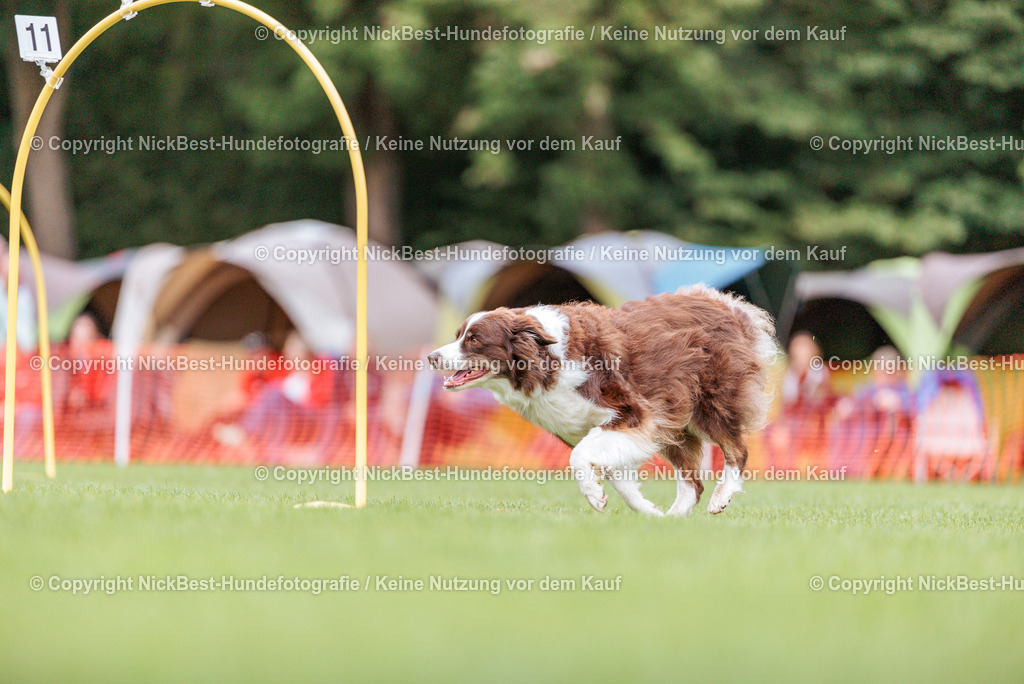 BSP Hoopers-H1 Tag2-2026-Nickbest-Hundefotografie-TuS Komet Arsten e.V.-2715 | Dein Hund! Dein Moment! Deine Erinnerungen! Hundefotografie in Bremen Blumenthal. Ich fange die besonderen Momente deines Vierbeiners ein – ob Indoor mit Blitzanlage oder in der freien Natur. Sicher dir dein Moment und dein Termin für eure Erinnerungen.