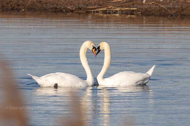 2019119 | Tierfotografie, Tierkalender, Tierbilder, Insekten, Spinnen, Vögel, Schmetterling, Libellen, Leinwand, Colorkey, Qualität, Geschenkartikel, Geschenk - Realisiert mit Pictrs.com